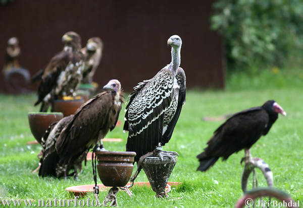 Ruppell's Vulture (Gyps rueppellii)