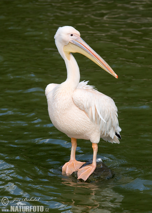 Ružičasti pelikan