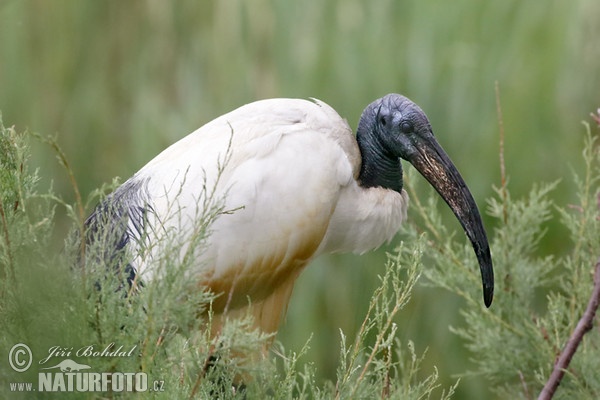 Sacred Ibis (Threskiornis aethiopicus)