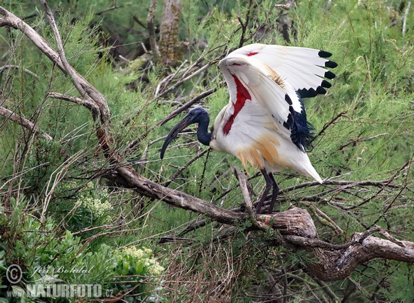 Sacred Ibis (Threskiornis aethiopicus)