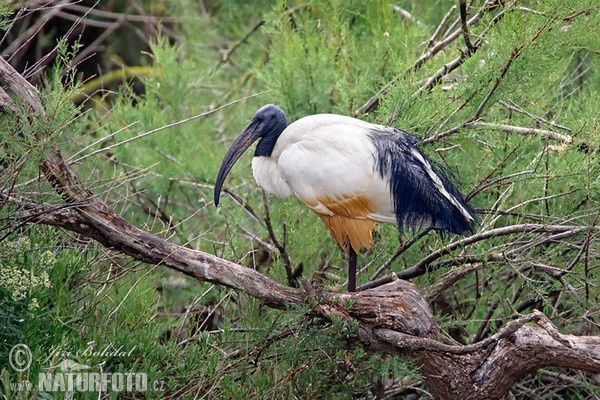 Sacred Ibis (Threskiornis aethiopicus)