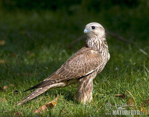 Saker (Falco cherrug)