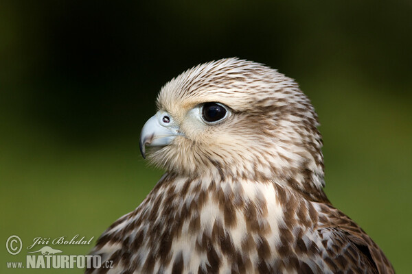 Saker (Falco cherrug)