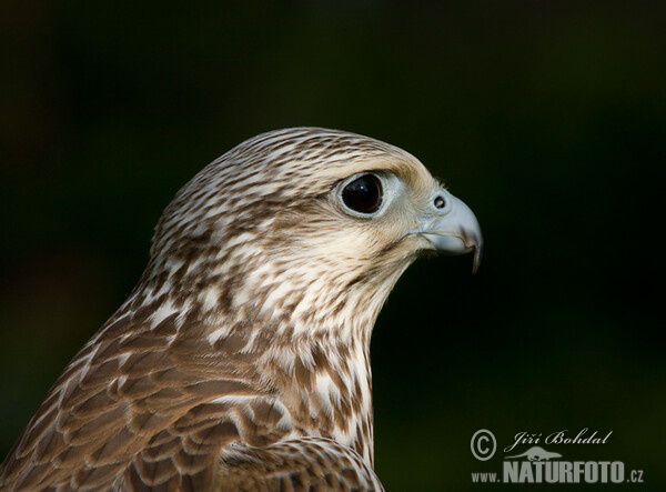 Saker (Falco cherrug)