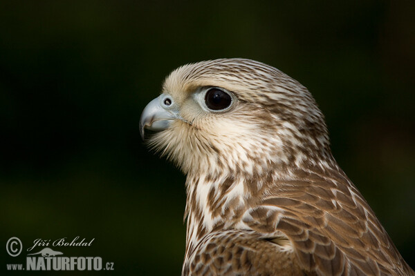 Saker (Falco cherrug)