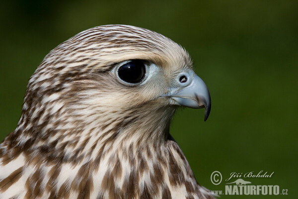 Saker (Falco cherrug)