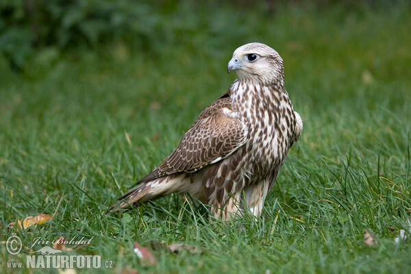 Saker (Falco cherrug)