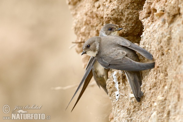 Sand Martin (Riparia riparia)