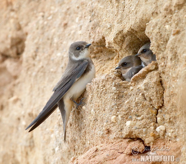 Sand Martin (Riparia riparia)