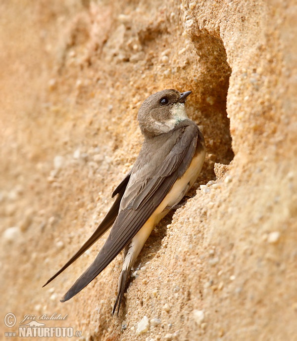 Sand Martin (Riparia riparia)