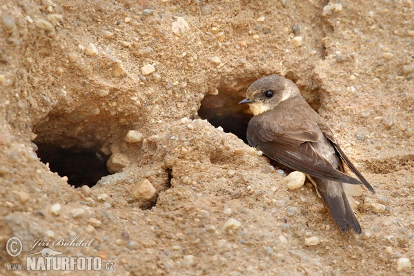 Sand Martin (Riparia riparia)