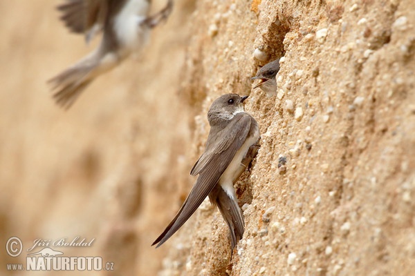 Sand Martin (Riparia riparia)