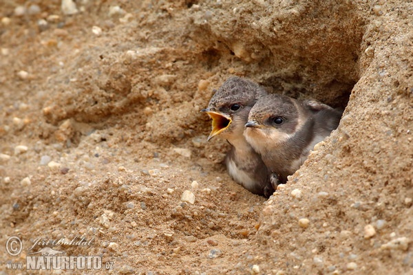 Sand Martin (Riparia riparia)