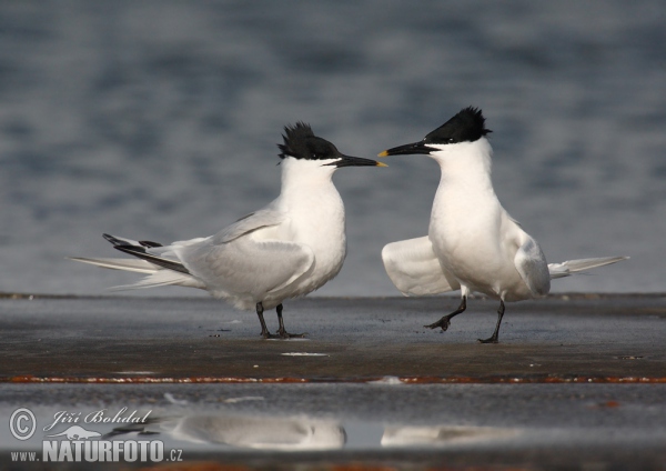 Sandwich Tern (Thalasseus sandvicensis)