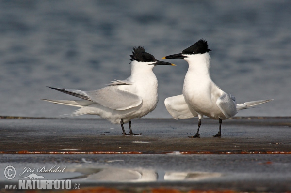 Sandwich Tern (Thalasseus sandvicensis)