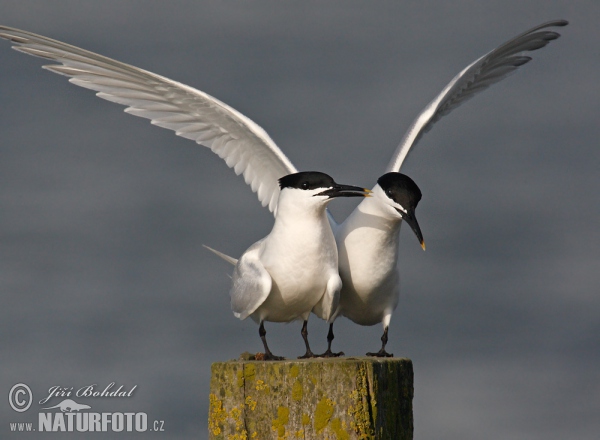 Sandwich Tern (Thalasseus sandvicensis)