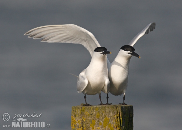 Sandwich Tern (Thalasseus sandvicensis)