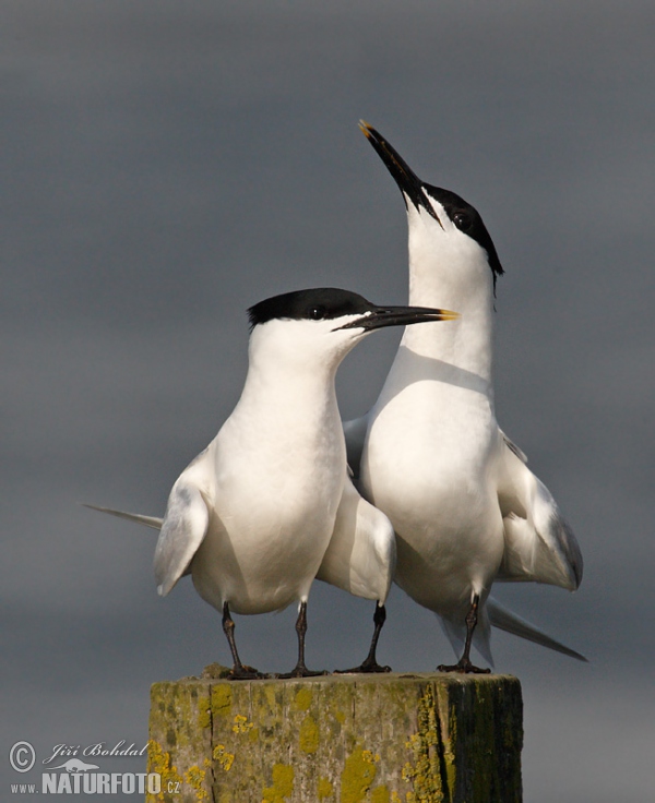 Sandwich Tern (Thalasseus sandvicensis)