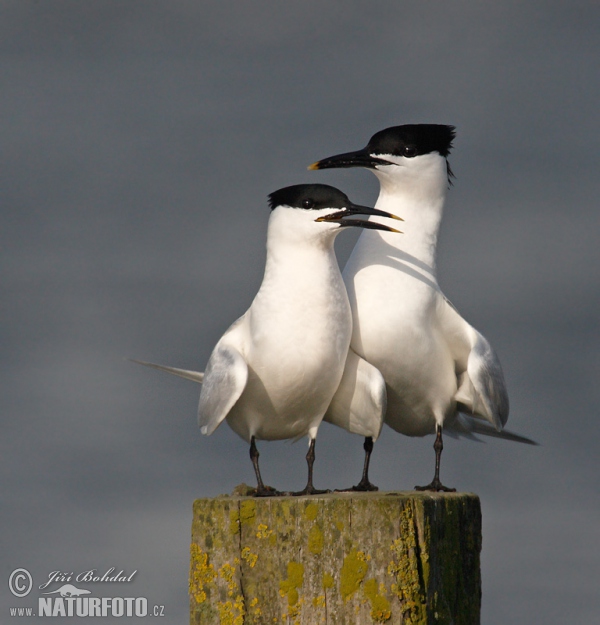 Sandwich Tern (Thalasseus sandvicensis)