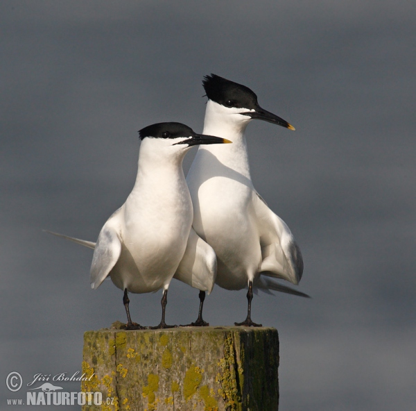 Sandwich Tern (Thalasseus sandvicensis)