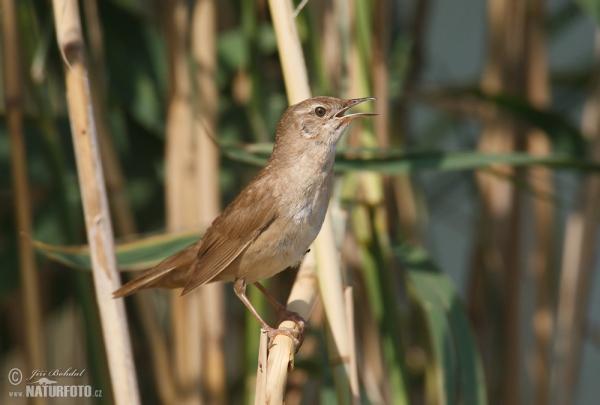 Savi's Warbler (Locustella luscinioides)