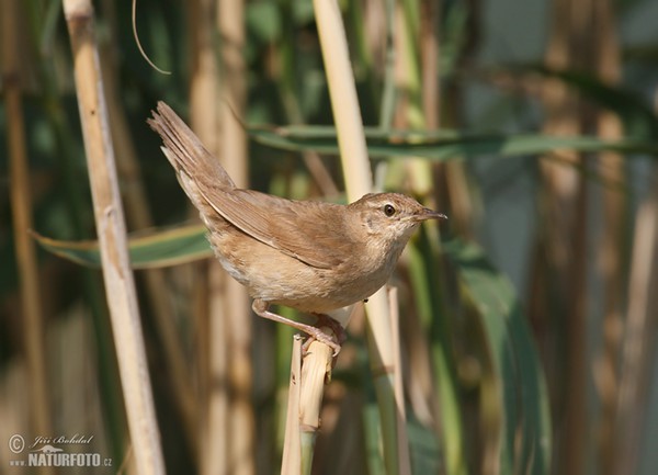 Savi's Warbler (Locustella luscinioides)