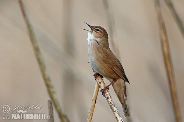 Savi's Warbler (Locustella luscinioides)