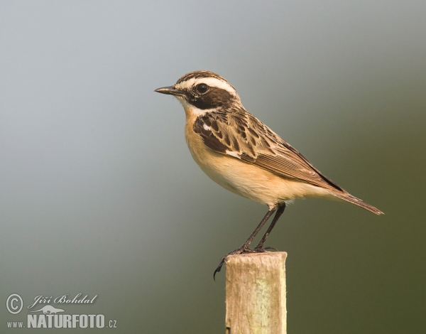 Saxicola rubetra