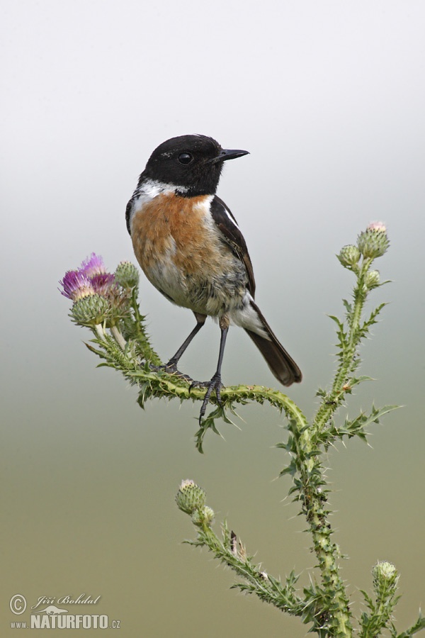 Saxicola torquata