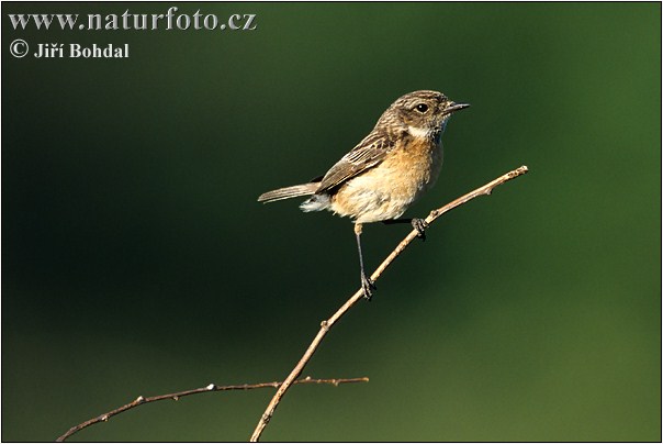 Saxicola torquata