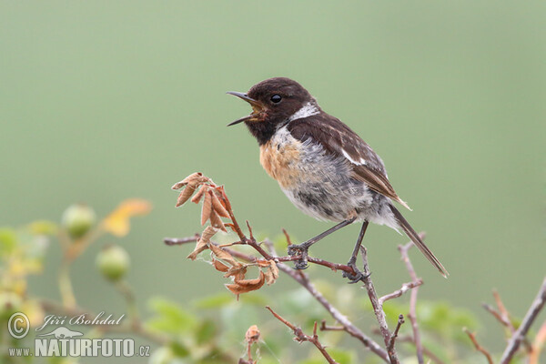 Saxicola torquata