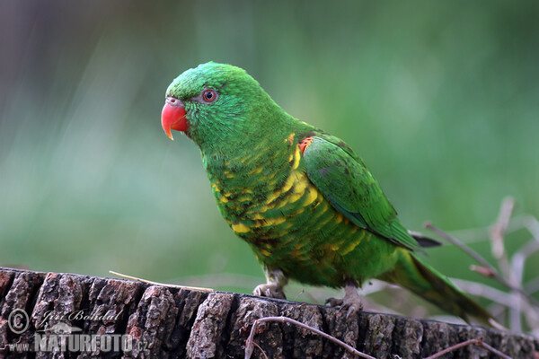 Scaly Breasted Lorikeet (Trichoglossus chlorolepidotus)