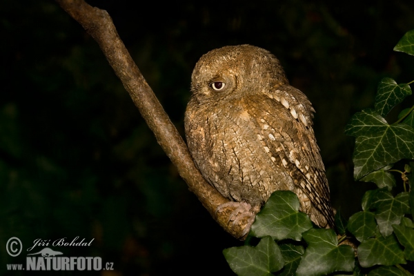 Scops Owl (Otus scops)