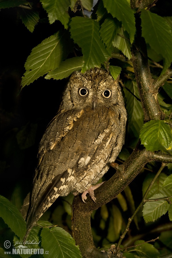 Scops Owl (Otus scops)
