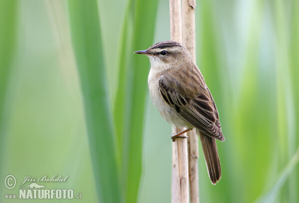 Sedge Warbler (Acrocephalus schoenobaenus)