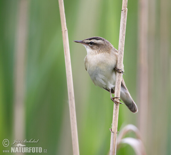 Sedge Warbler (Acrocephalus schoenobaenus)