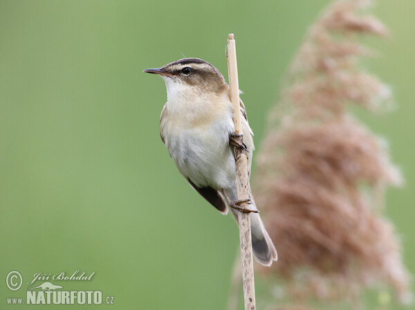 Sedge Warbler (Acrocephalus schoenobaenus)