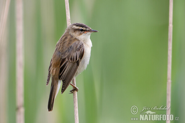 Sedge Warbler (Acrocephalus schoenobaenus)