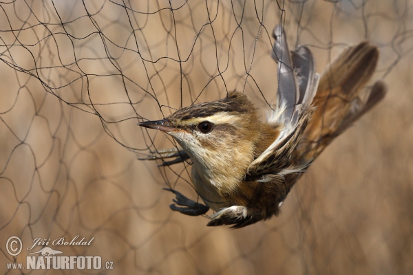 Sedge Warbler (Acrocephalus schoenobaenus)