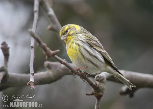 Serin (Serinus serinus)