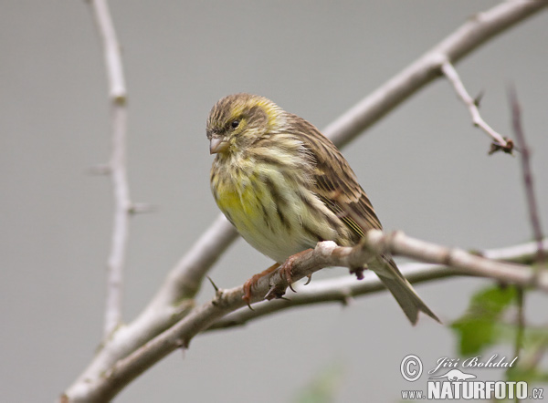 Serin cini