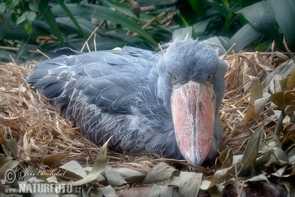 Shoebill, Whale-haeded Stork (Balaeniceps rex)