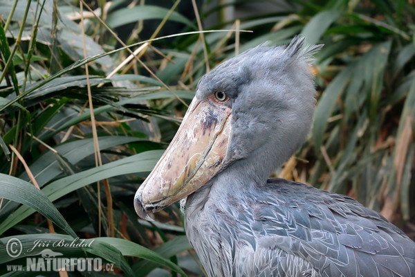 Shoebill, Whale-haeded Stork (Balaeniceps rex)