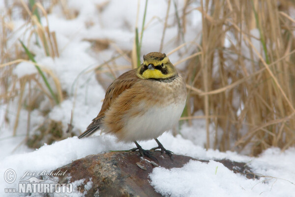 Shore Lark (Eremophila alpestris)