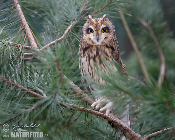 Short-eared Owl (Asio flammeus)