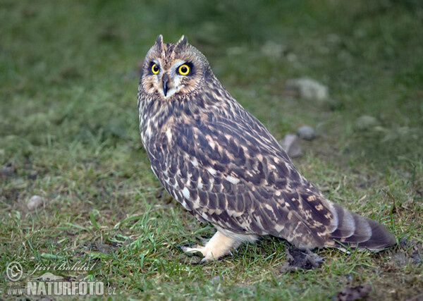 Short-eared Owl (Asio flammeus)