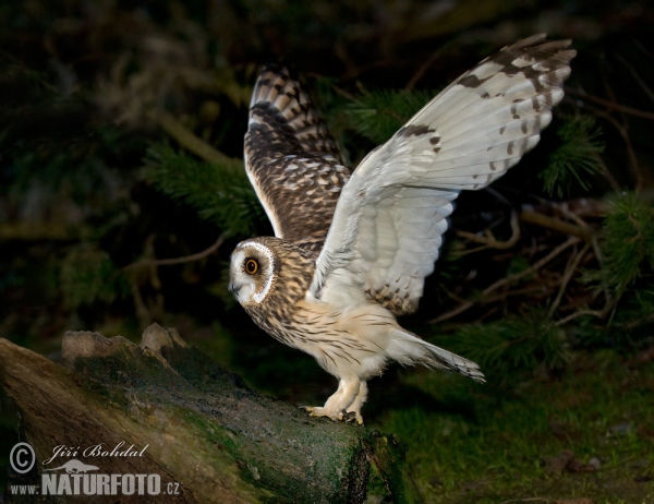 Short-eared Owl (Asio flammeus)