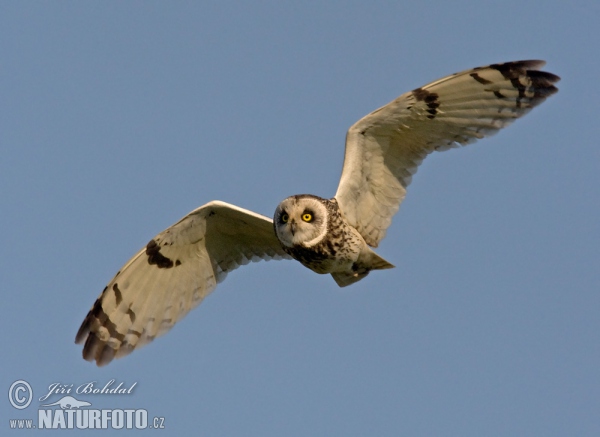 Short-eared Owl (Asio flammeus)