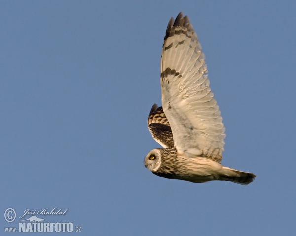 Short-eared Owl (Asio flammeus)