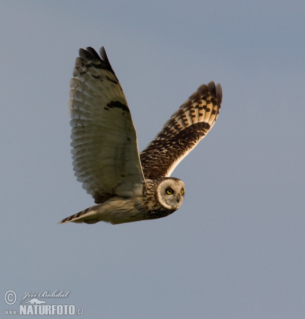 Short-eared Owl (Asio flammeus)